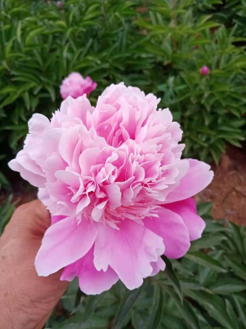 洛阳观赏重瓣芍药裸根苗花卉盆栽草本植物种植