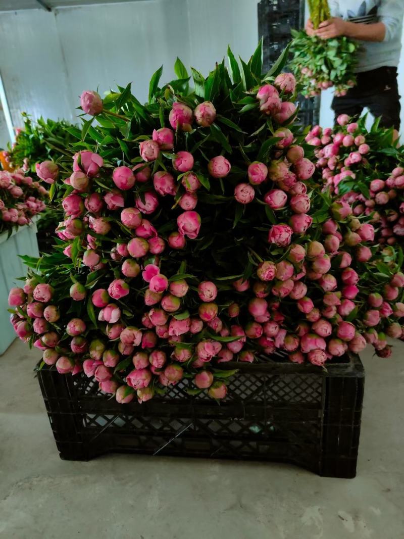 洛阳观赏重瓣芍药裸根苗花卉盆栽草本植物种植