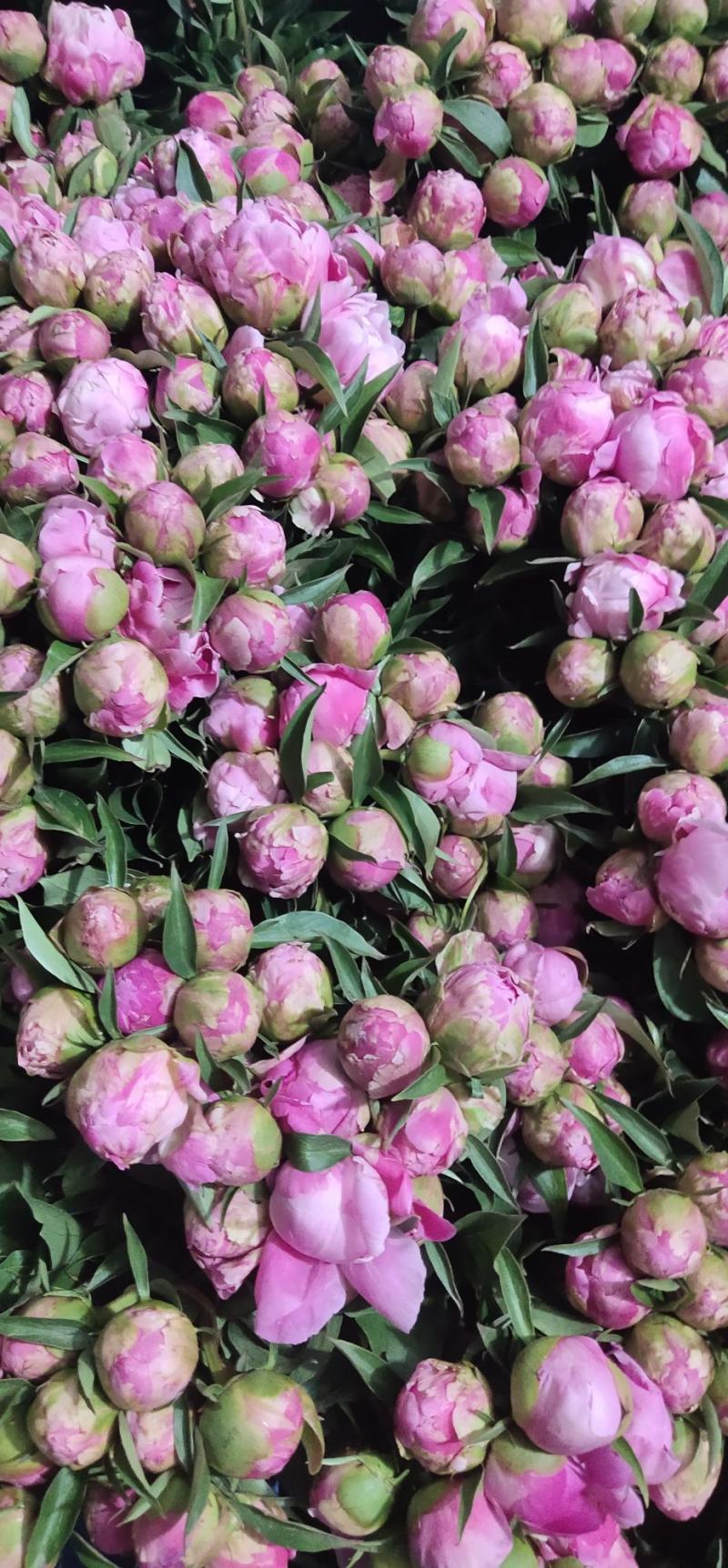 洛阳观赏重瓣芍药裸根苗花卉盆栽草本植物种植