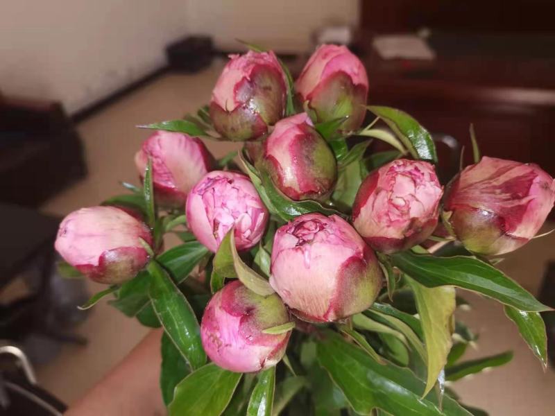 洛阳观赏重瓣芍药裸根苗花卉盆栽草本植物种植