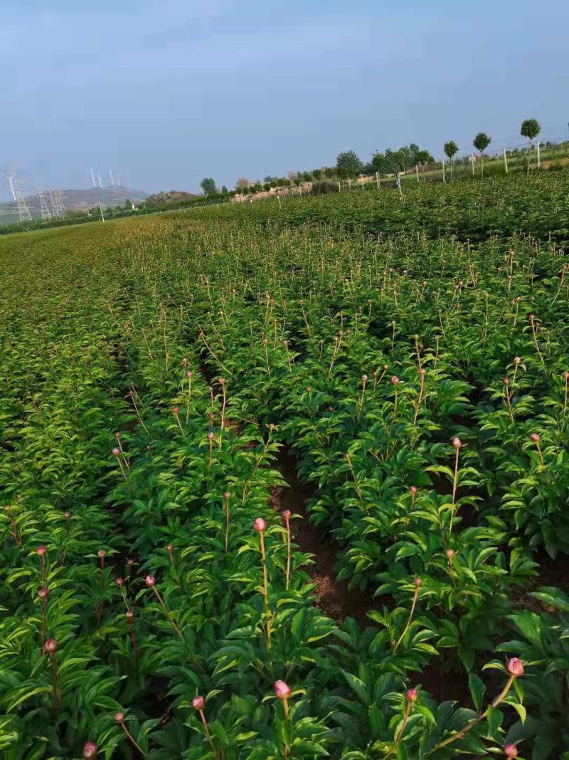 洛阳观赏重瓣芍药裸根苗花卉盆栽草本植物种植