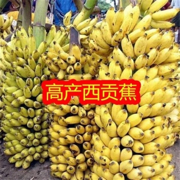 广粉粉蕉苗金粉一号粉蕉苗西贡蕉苗