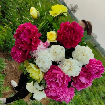 洛阳观赏重瓣芍药裸根苗花卉盆栽草本植物种植