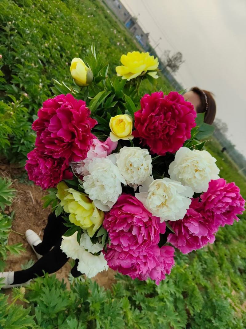 洛阳观赏重瓣芍药裸根苗花卉盆栽草本植物种植