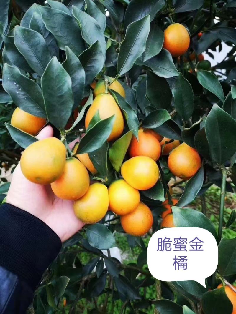 脆蜜金柑苗脆蜜金橘，正品假一赔十，果价高，提供免费种植