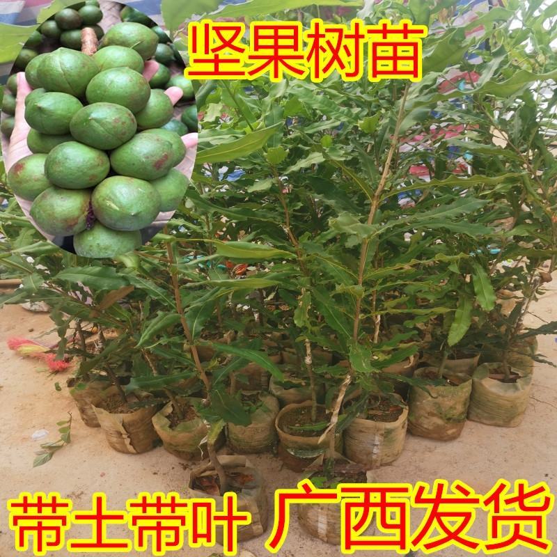 澳洲坚果苗嫁接苗带土包邮