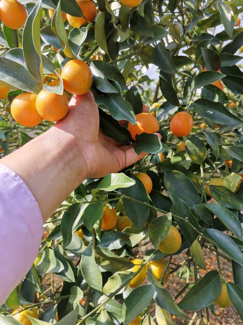 脆蜜金柑苗脆蜜金橘，正品假一赔十，果价高，提供免费种植