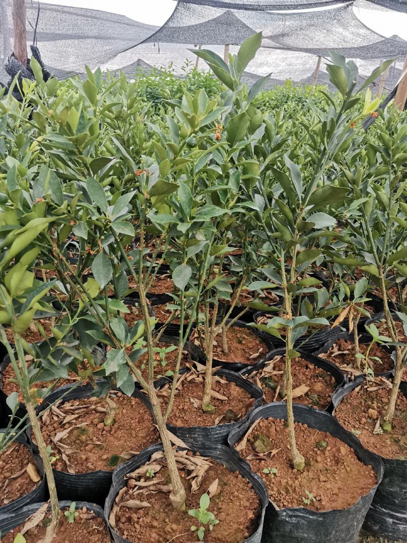 脆蜜金柑苗脆蜜金橘，正品假一赔十，果价高，提供免费种植