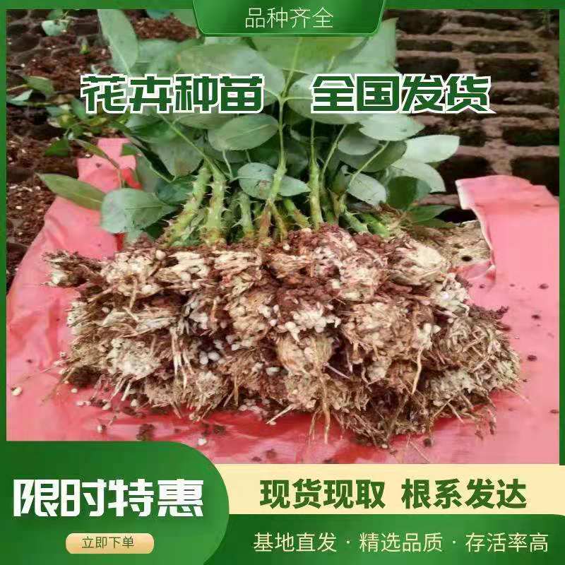 基地直供云南昆明玫瑰花卉种苗月季花苗鲜切花小苗