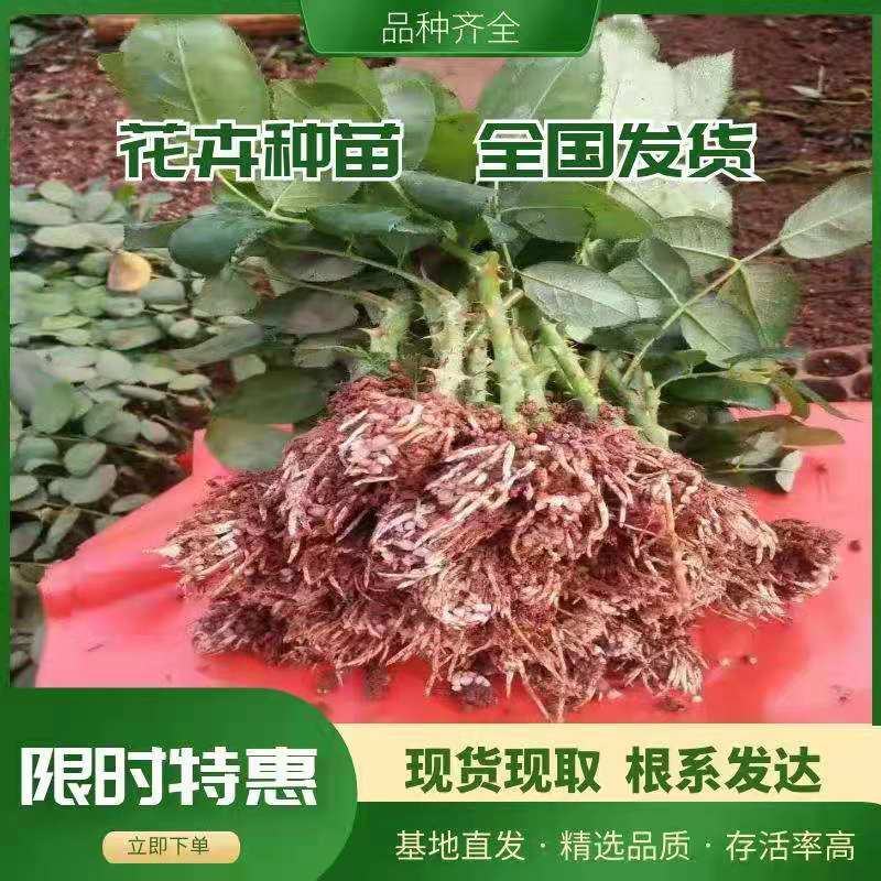 云南斗南花卉小苗法国红玫瑰种苗又叫法兰西月季花苗四季开花