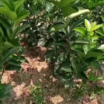 默科特苗，包正宗假一赔十，提供免费种植技术，包成活率