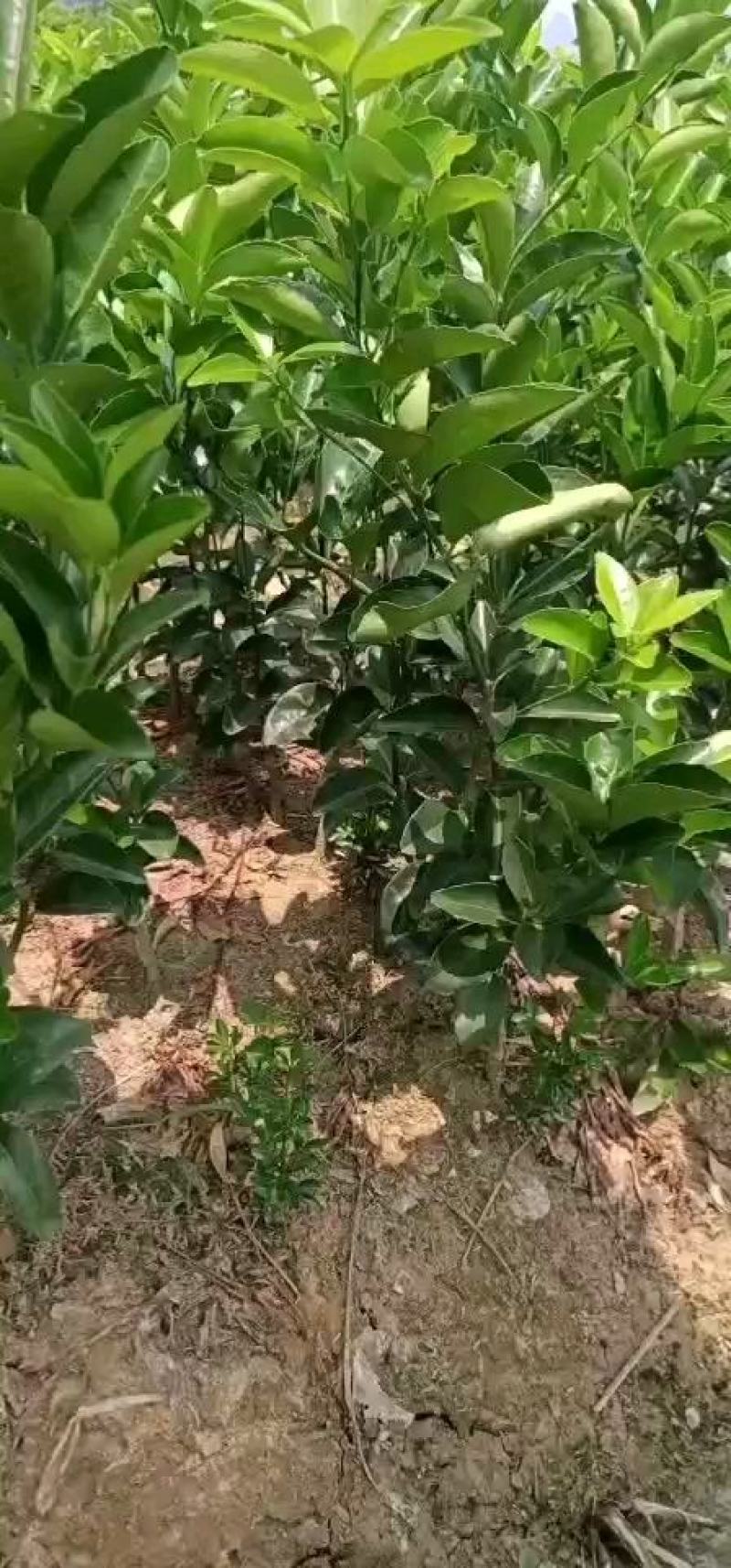 默科特苗，包正宗假一赔十，提供免费种植技术，包成活率