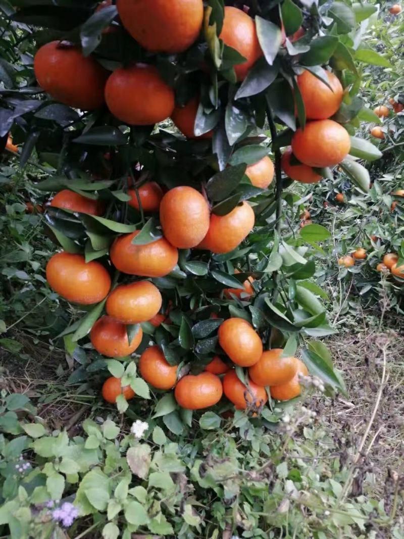 默科特苗，包正宗假一赔十，提供免费种植技术，包成活率