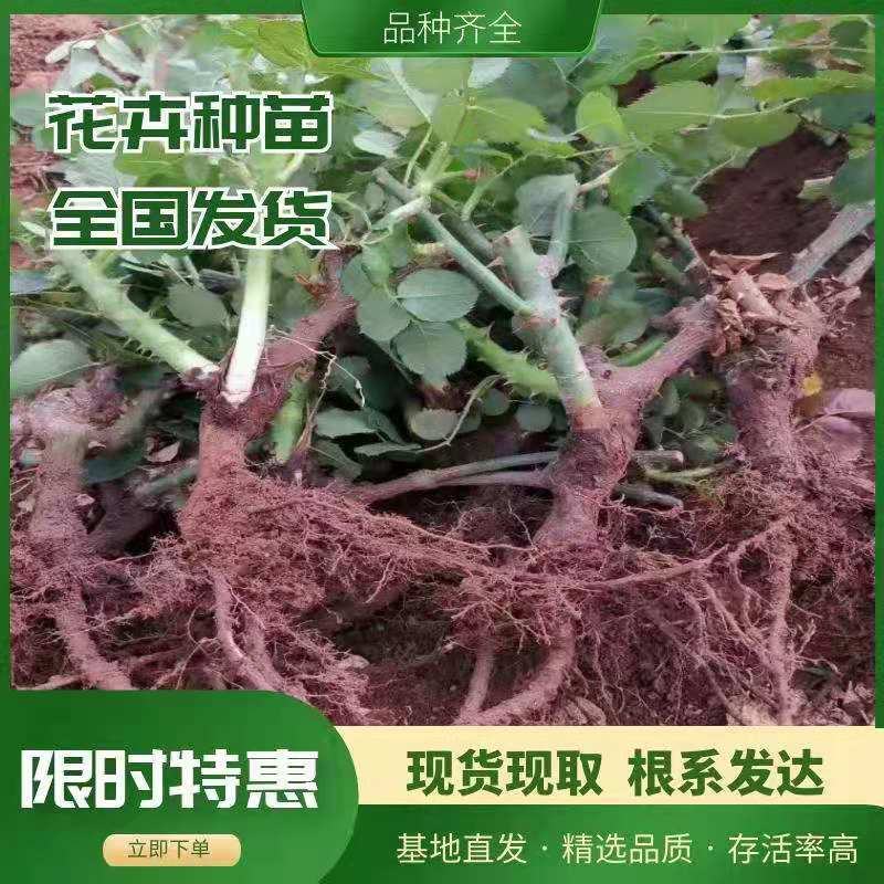 红玫瑰苗地栽玫瑰大苗切花玫瑰苗绿化工程苗