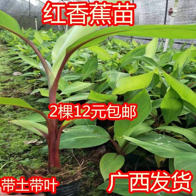 广西红香蕉苗营养杯苗正品保证