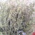 无硫南柴胡滇柴胡云柴胡野生柴胡新货云南雅诺生物雪上小草