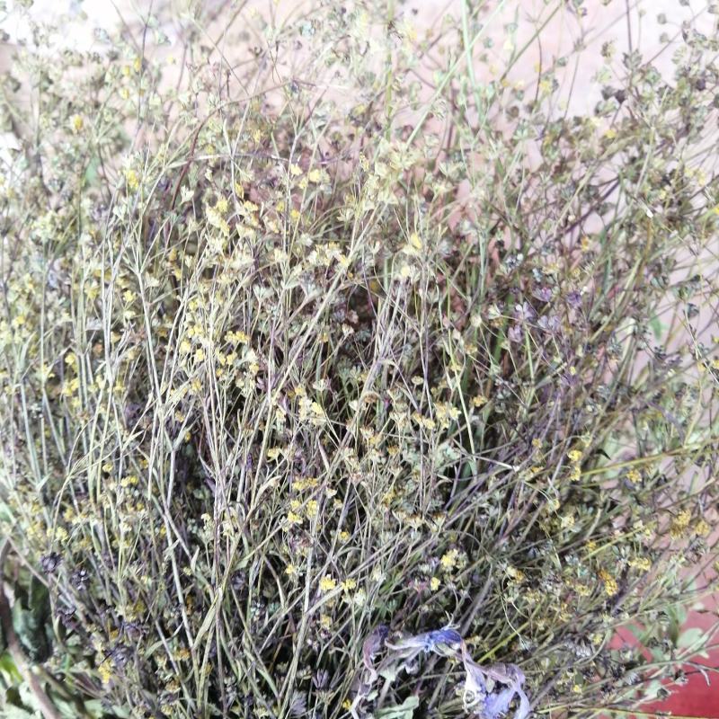 无硫南柴胡滇柴胡云柴胡野生柴胡新货云南雅诺生物雪上小草