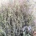 无硫南柴胡滇柴胡云柴胡野生柴胡新货云南雅诺生物雪上小草