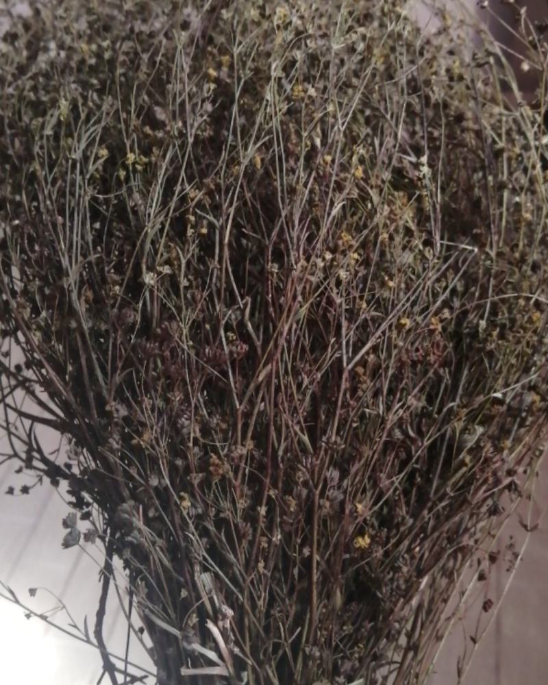 无硫南柴胡滇柴胡云柴胡野生柴胡新货云南雅诺生物雪上小草