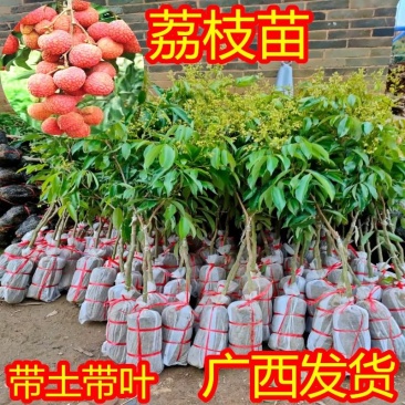 无核荔枝苗妃子笑荔枝苗带土发货包邮