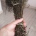 无硫南柴胡滇柴胡云柴胡野生柴胡新货云南雅诺生物雪上小草
