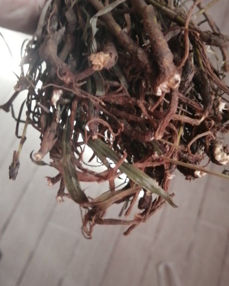 无硫南柴胡滇柴胡云柴胡野生柴胡新货云南雅诺生物雪上小草