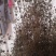 无硫南柴胡滇柴胡云柴胡野生柴胡新货云南雅诺生物雪上小草