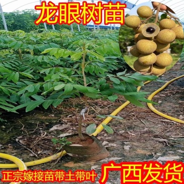 龙眼苗石硖龙眼苗四季龙眼苗带土广西发货