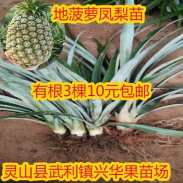 广西地菠萝苗有根好种易活
