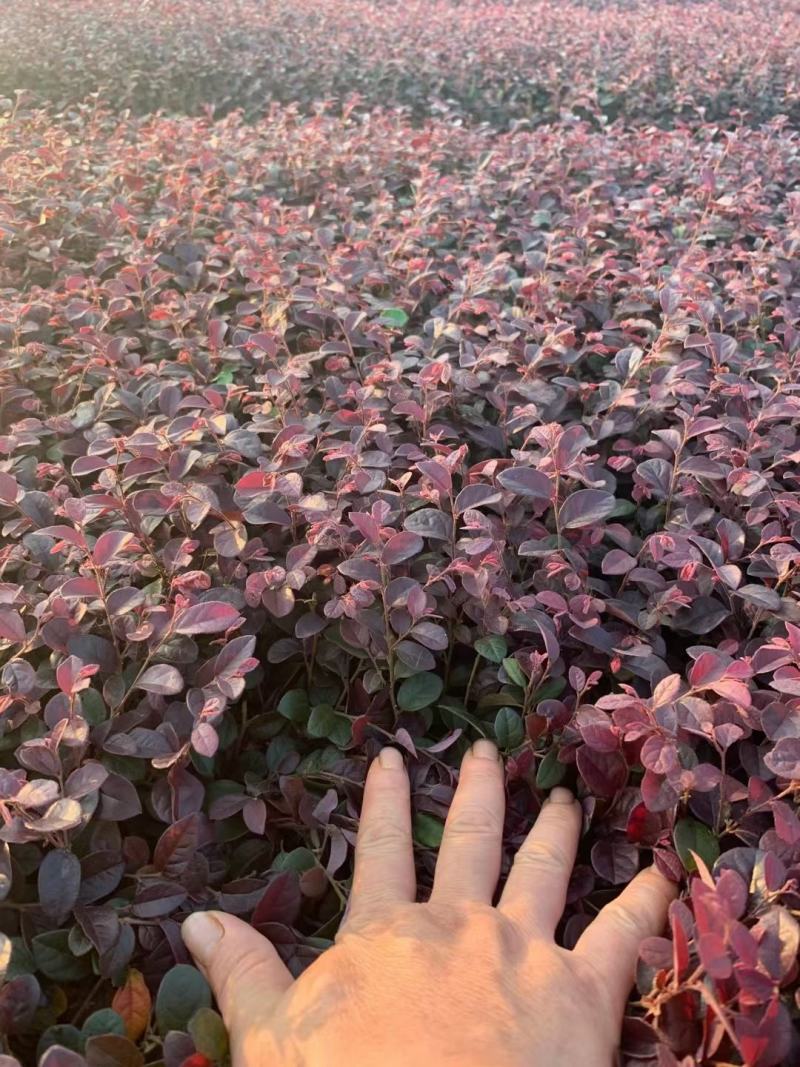 红花继木扦插小苗大量供应中，绿化工程苗。