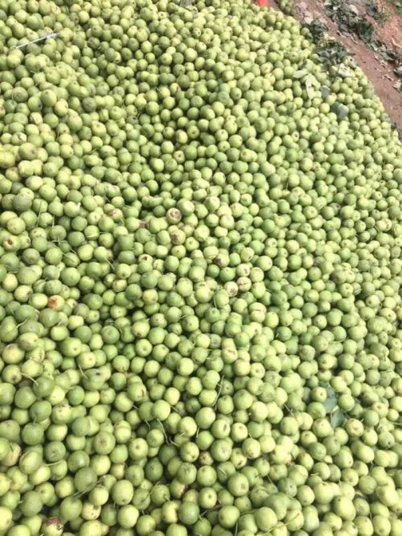 赞皇县青皮核桃以大量上市了欢迎新老客户前来选购。