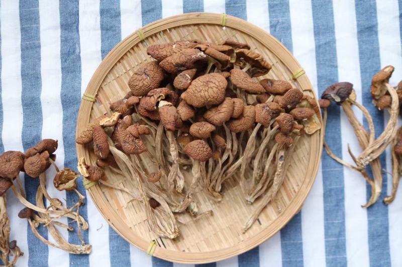 广州人福建茶树菇食用菇干货牛头牌茶树菇一件代发