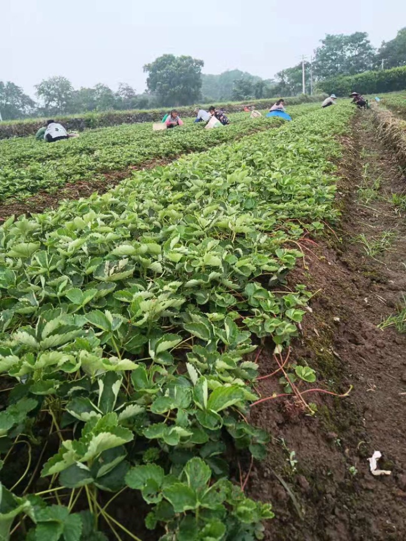 广西桂林兴安老勇草莓苗育苗基地品种：妙七法兰地红玉等