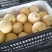 （套袋白梨）砀山白梨上市中，价格便宜，产地一手货源量大从优