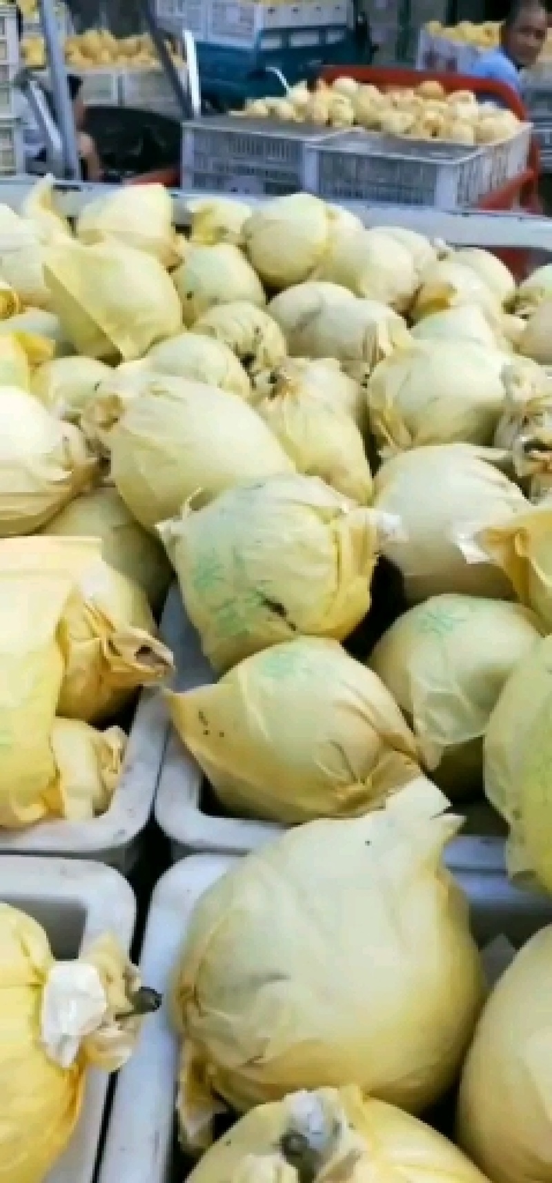 热卖套袋黄冠青梨，大量上市口感好，皮薄，肉细，甘甜，