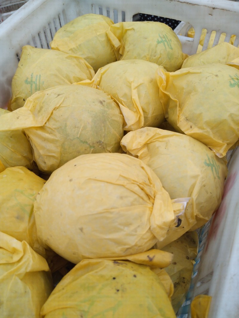 热卖套袋黄冠青梨，大量上市口感好，皮薄，肉细，甘甜，
