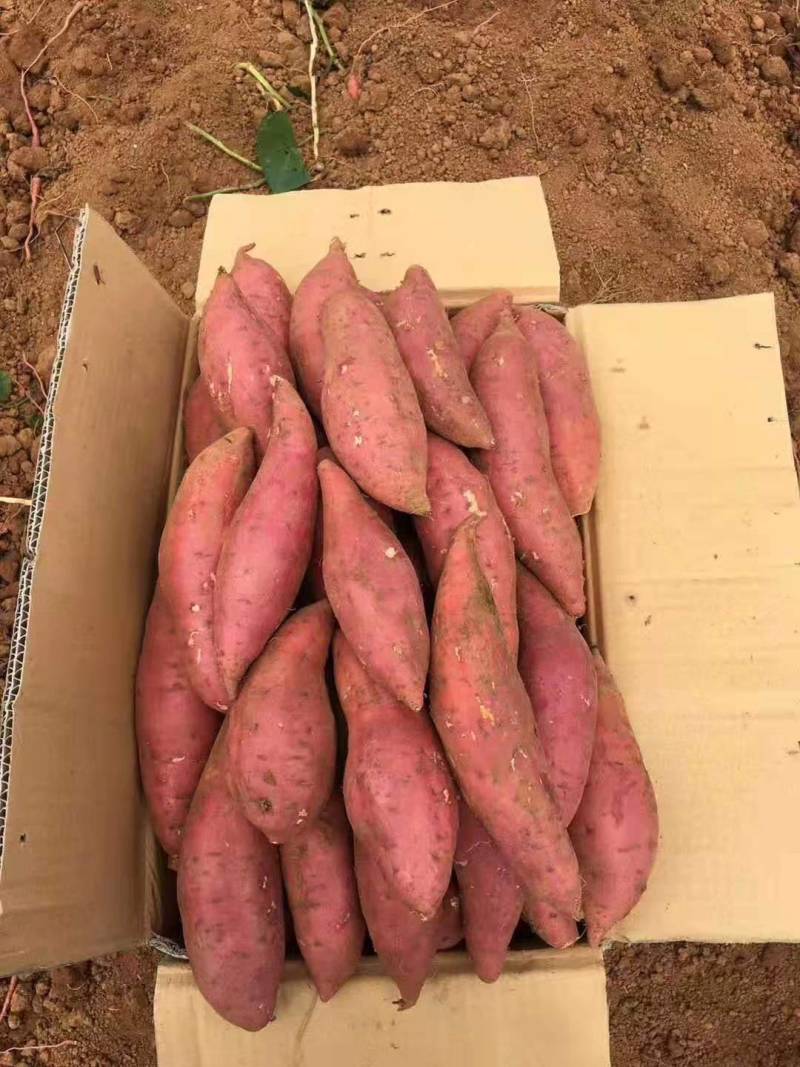 【红薯】精品西瓜红口感香甜，条形好，基地现挖现发