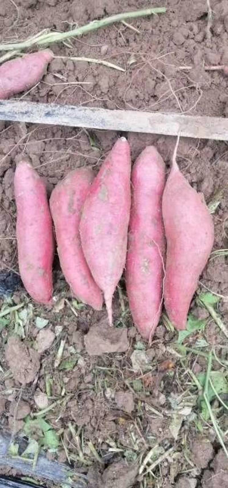 【红薯】精品西瓜红口感香甜，条形好，基地现挖现发
