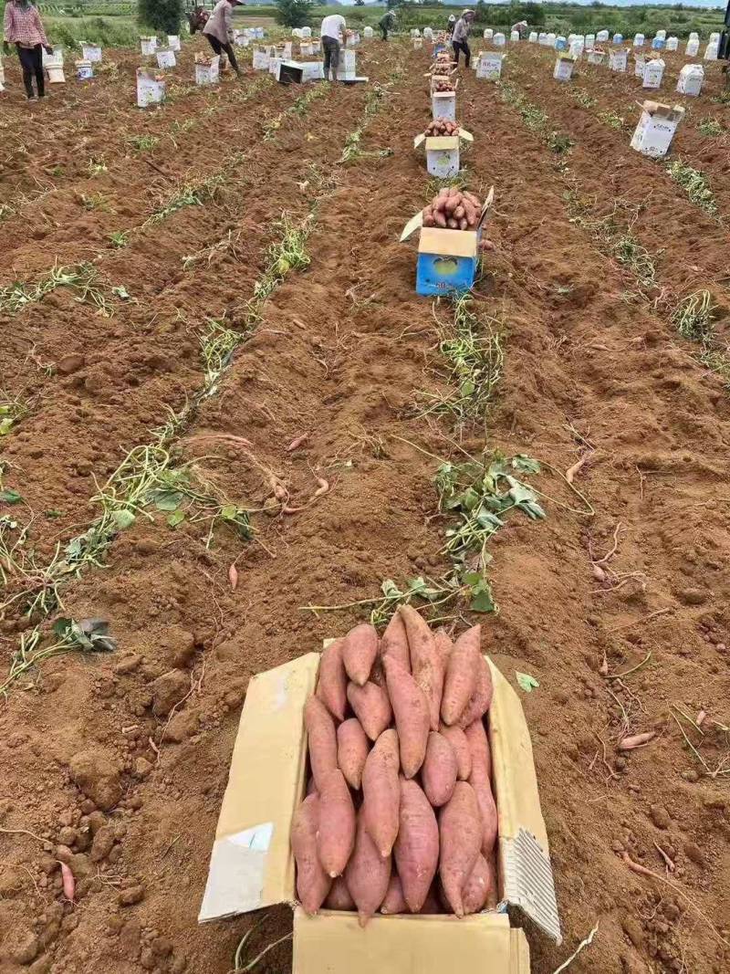 【红薯】精品西瓜红口感香甜，条形好，基地现挖现发