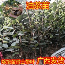 油茶苗直生苗茶子树苗嫁接白花油茶树苗带土