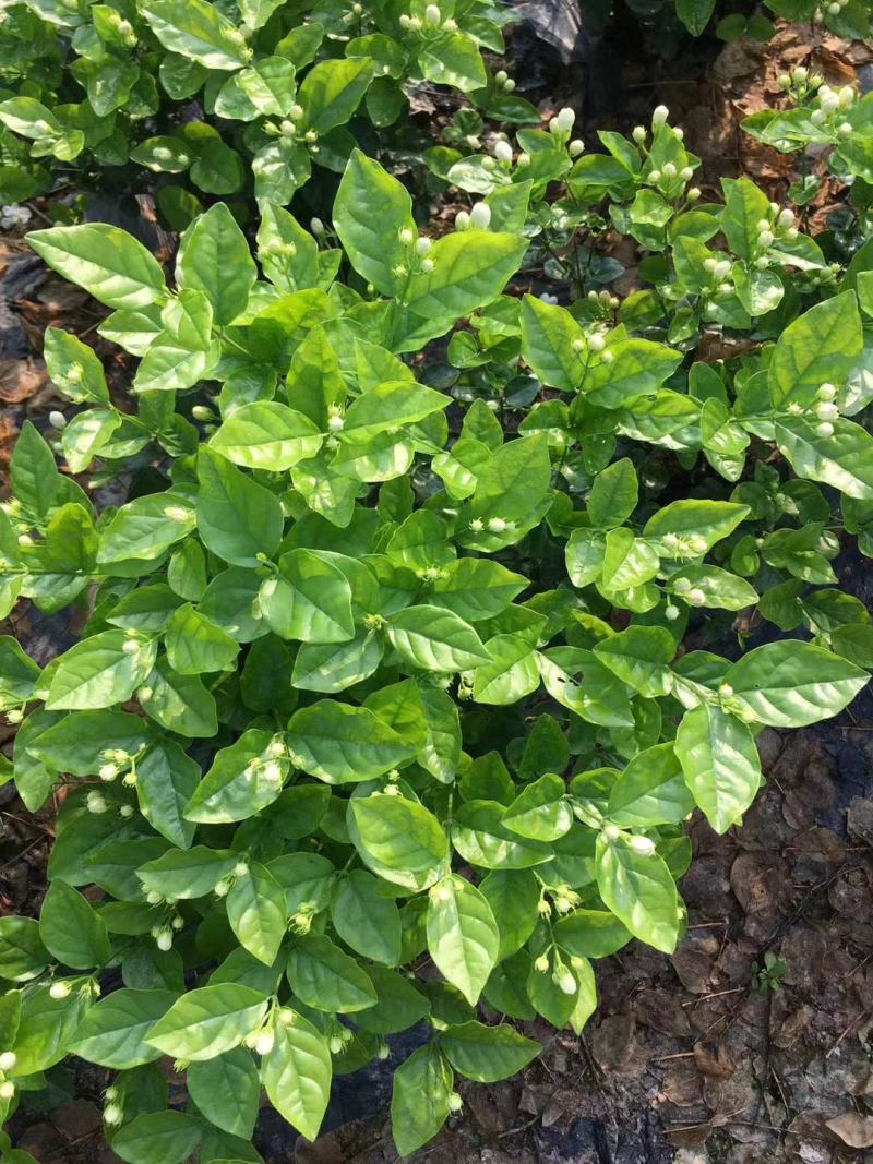 3千起批茉莉花地笼基地直销量少不发勿扰