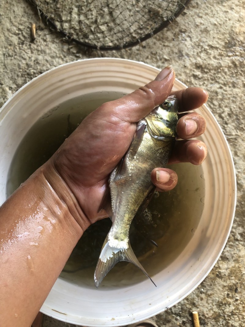 花莲苗，8-9俩一条非常漂亮均匀