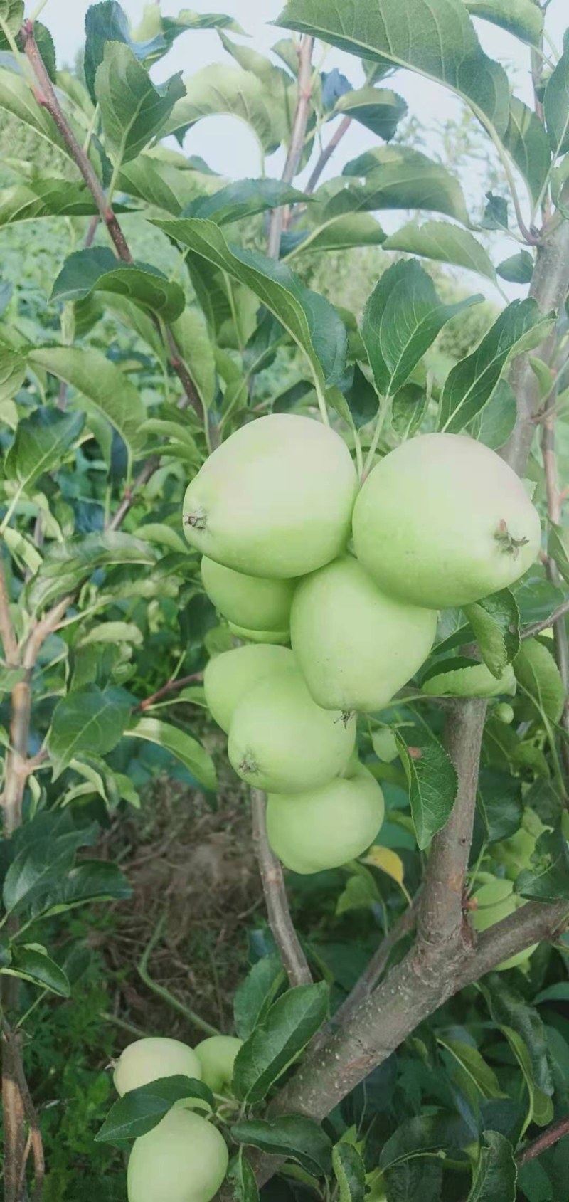 精品红太苹沙果月底上市