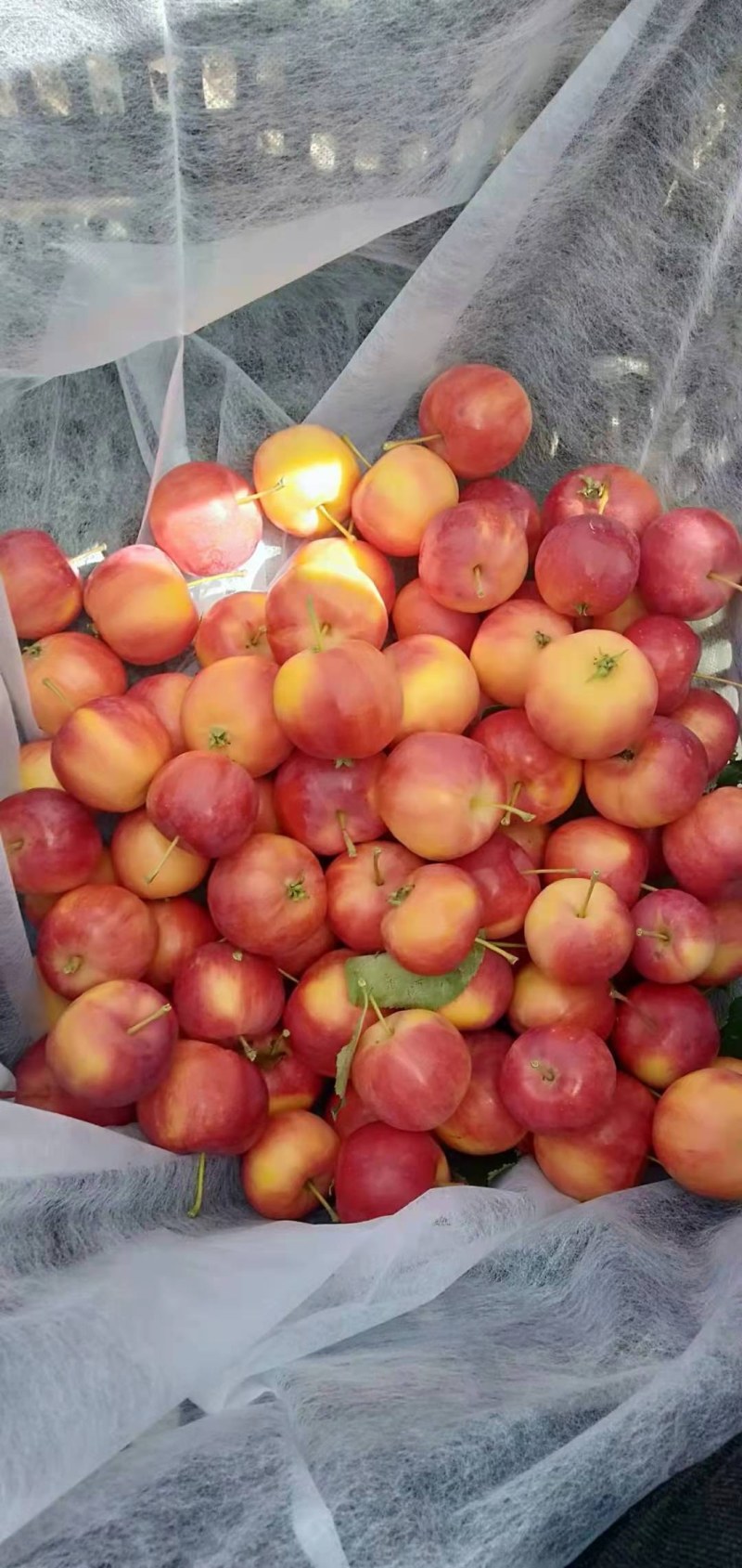 精品红太苹沙果月底上市