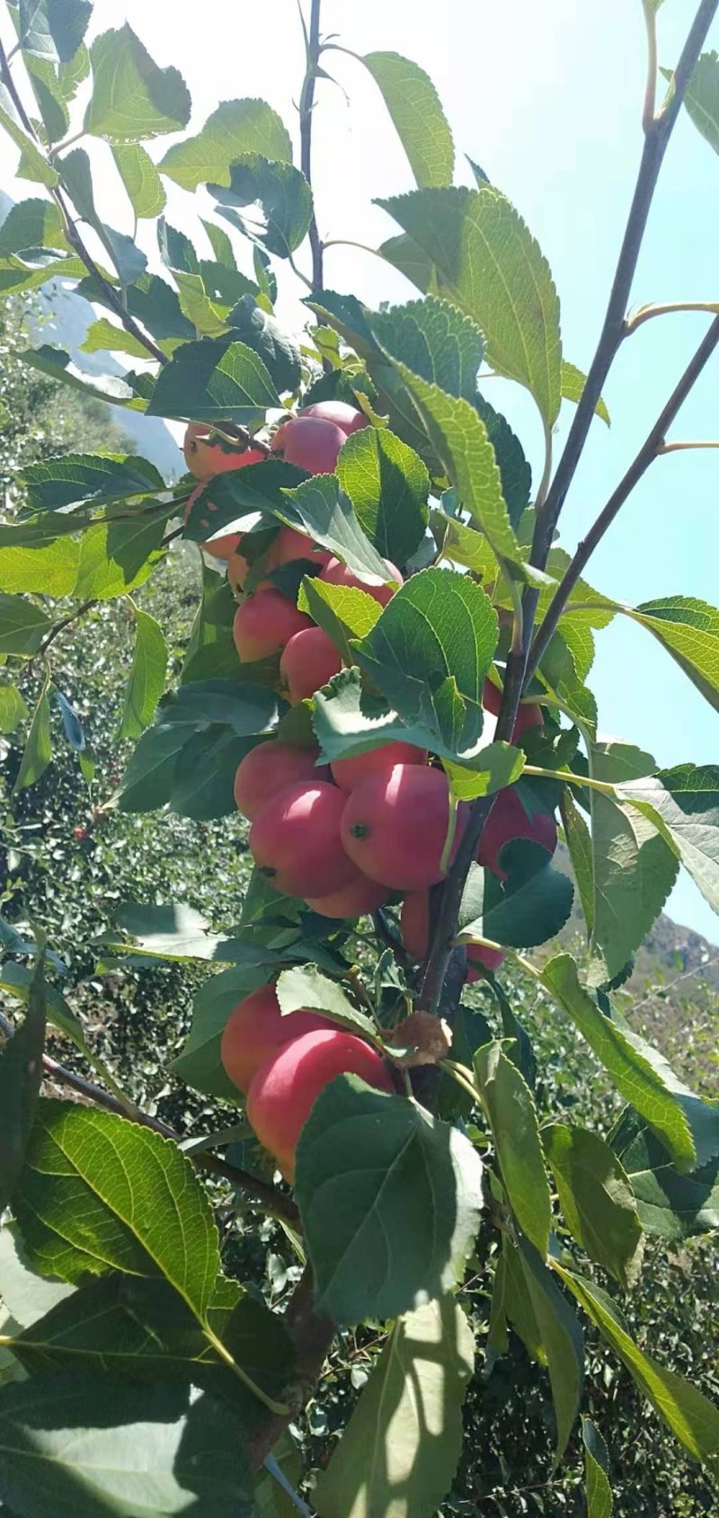精品红太苹沙果月底上市