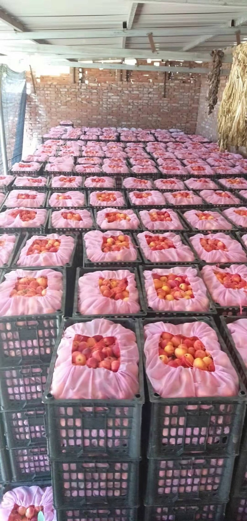 精品红太苹沙果月底上市