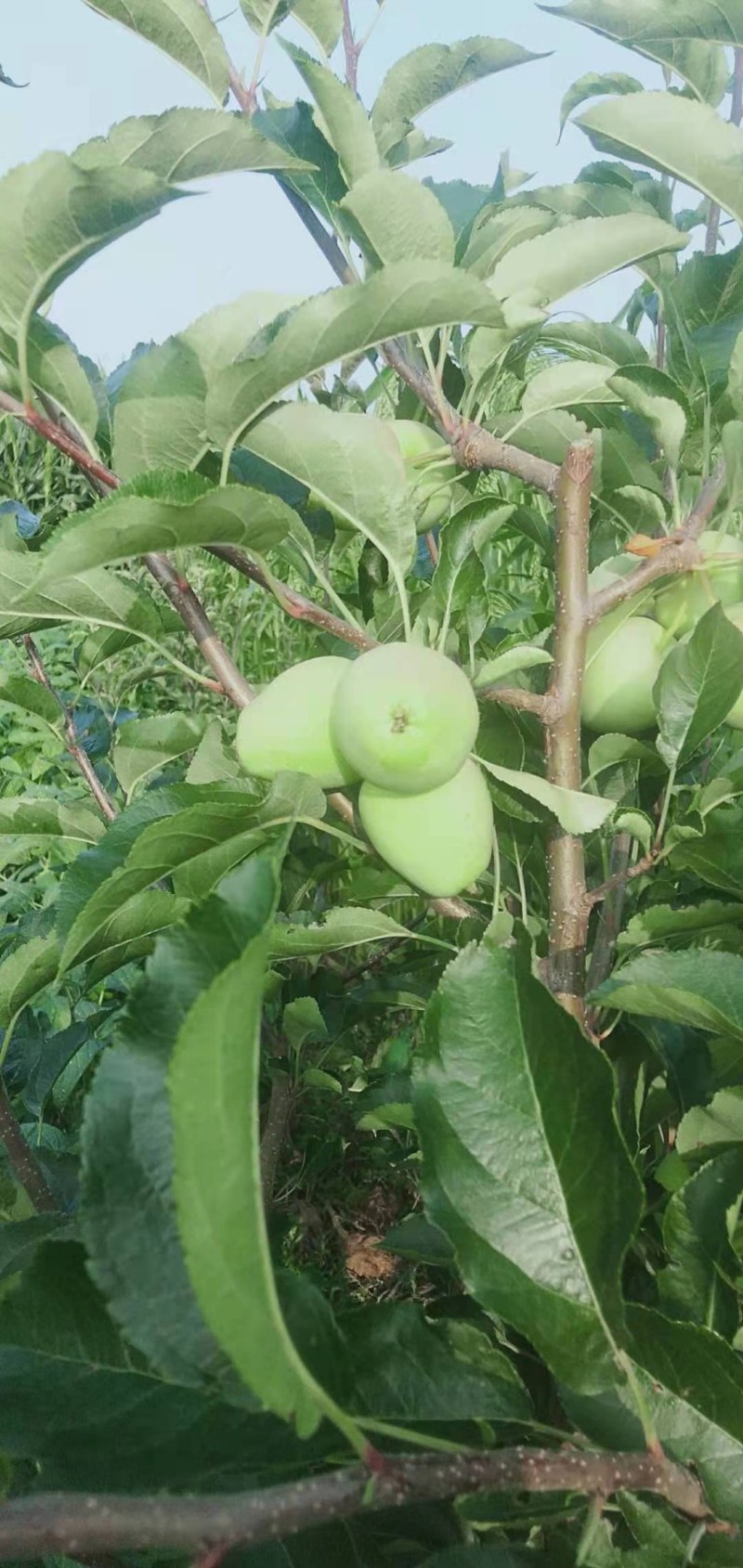 精品红太苹沙果月底上市