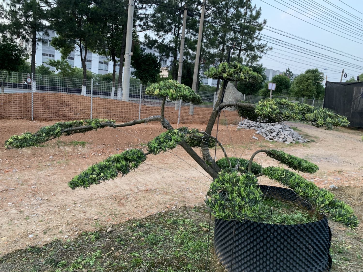 罗汉松健康养护场景图