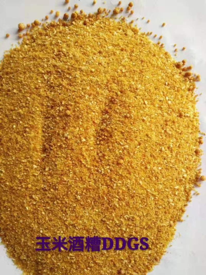 厂家直销玉米酒糟DDGS现货营养价值高玉米酒糟