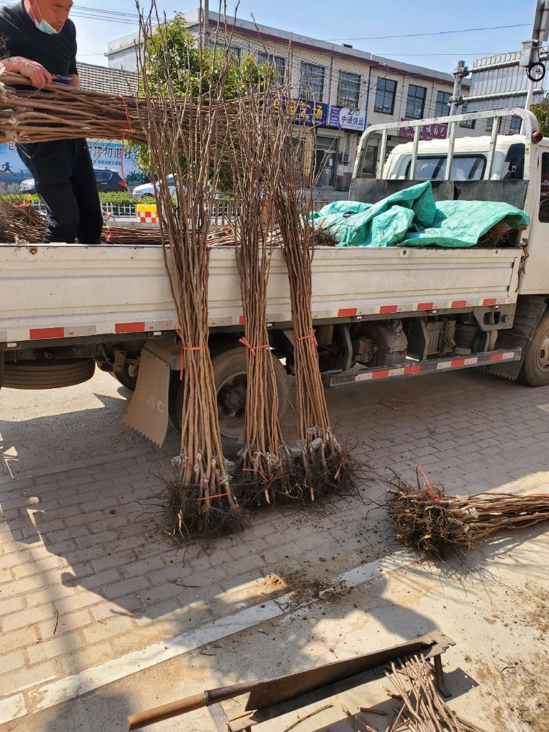 黑柿子树苗基地常年培育种苗与对外出售包成活产量大